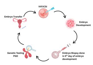 Preimplantation Genetic Diagnosis (PGD) 3 Genetic Testing